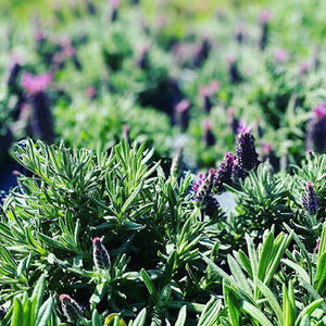 Meet your Posher, Aurora